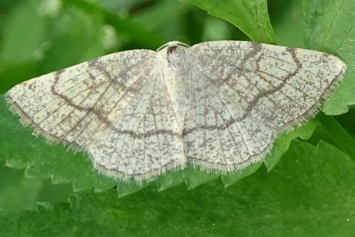 Réf. 236 784 : Stegania trimaculata